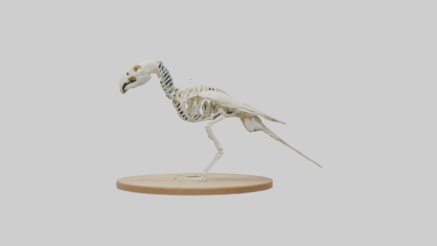 Parakeet Skeleton model 3D model