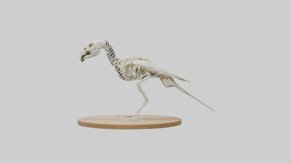 Parakeet Skeleton model 3D model
