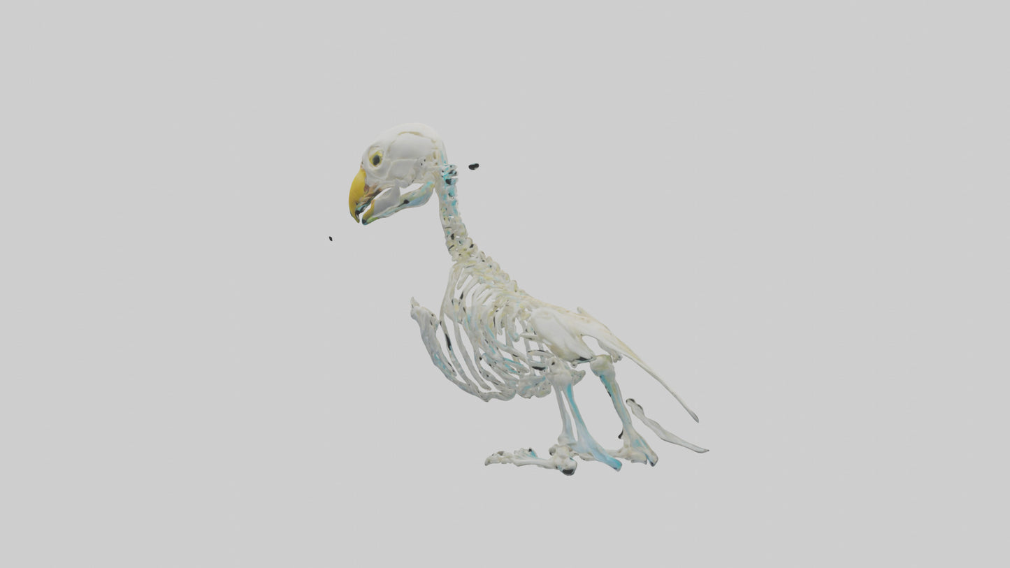 Parakeet Skeleton model 3D model