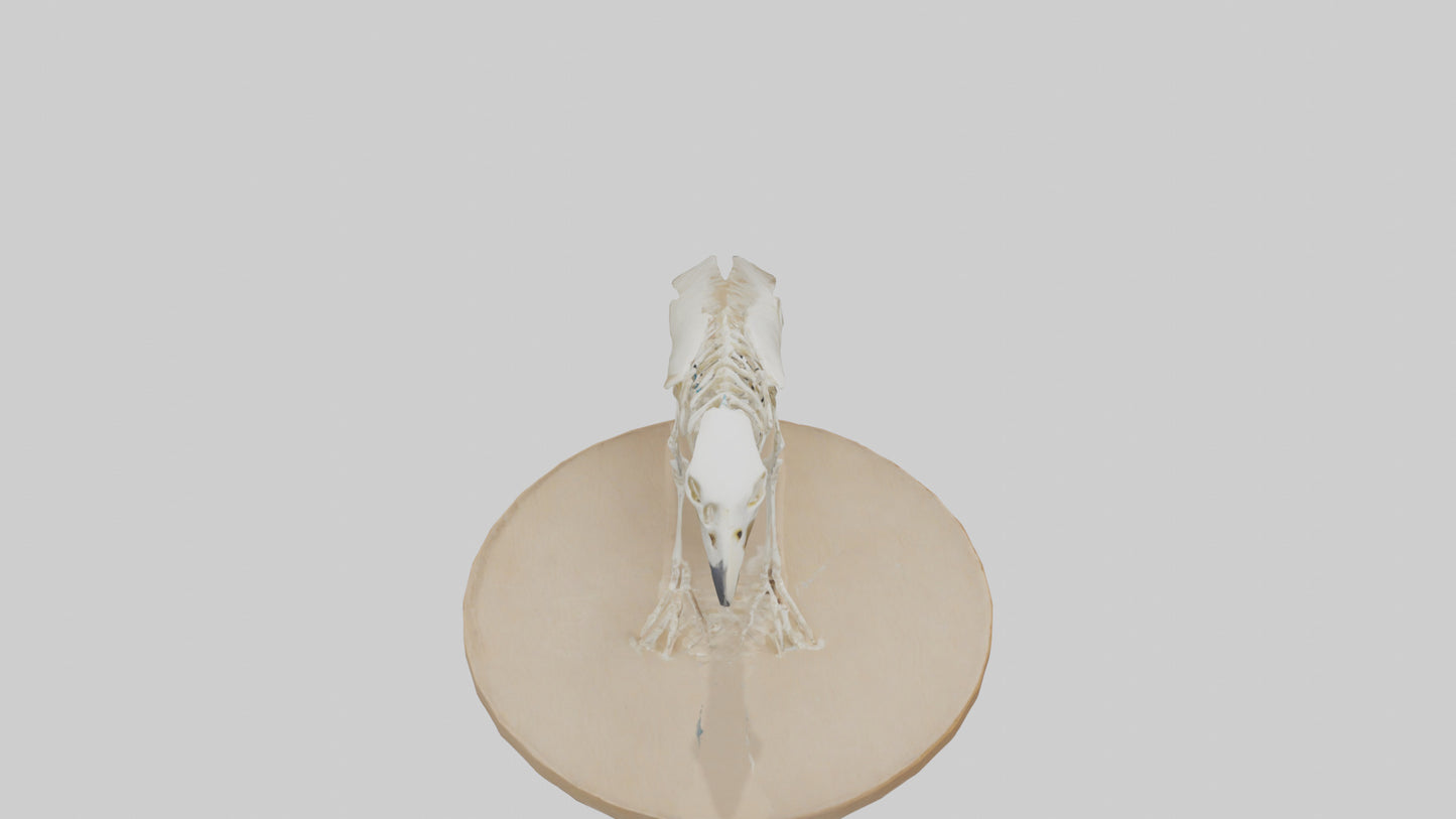 Parakeet Skeleton model 3D model