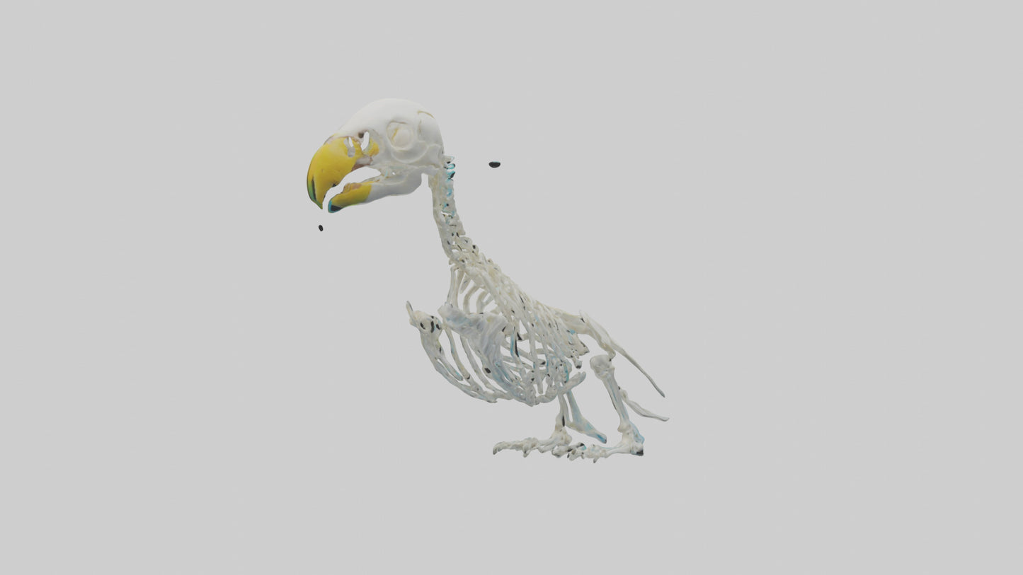 Parakeet Skeleton model 3D model