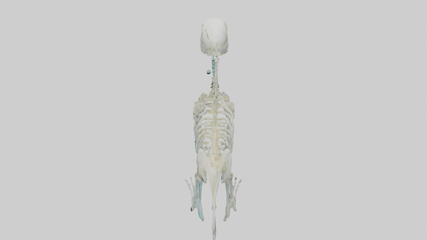 Parakeet Skeleton model 3D model
