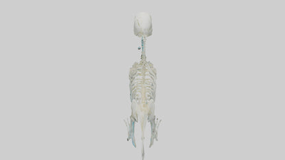 Parakeet Skeleton model 3D model