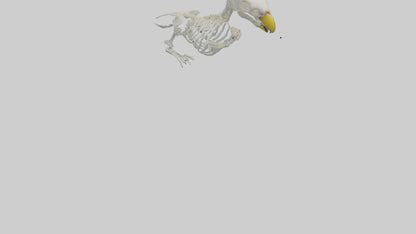 Parakeet Skeleton model 3D model