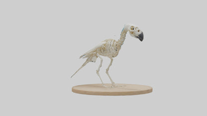 Parakeet Skeleton model 3D model