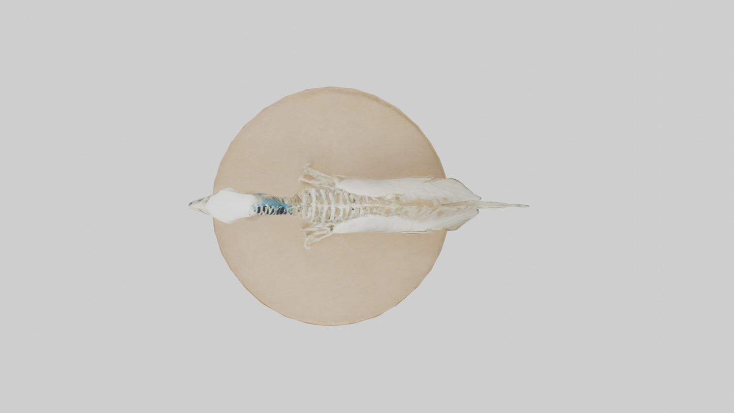 Parakeet Skeleton model 3D model