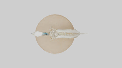 Parakeet Skeleton model 3D model