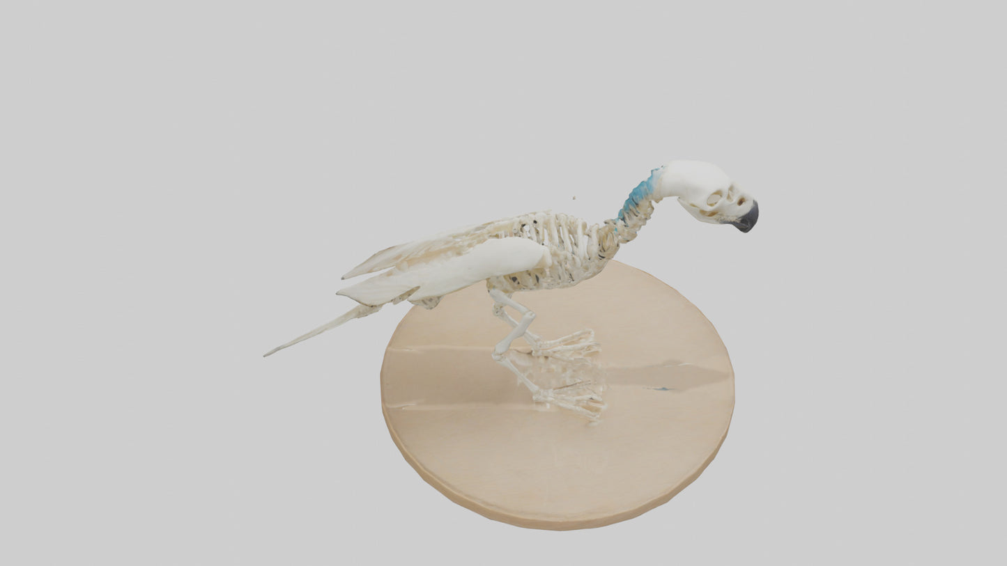 Parakeet Skeleton model 3D model