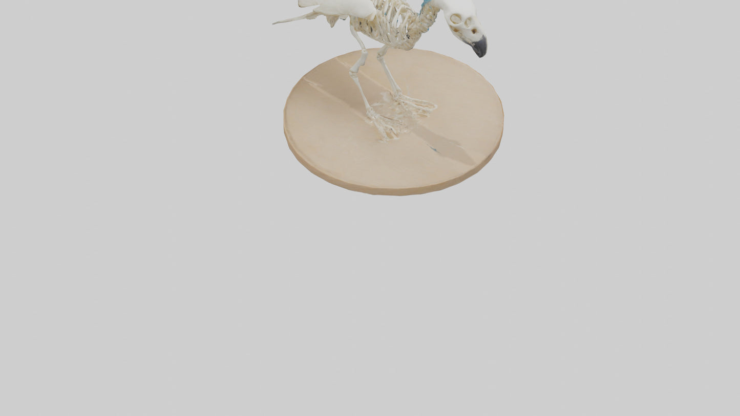 Parakeet Skeleton model 3D model