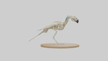 Parakeet Skeleton model 3D model
