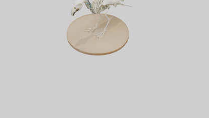 Parakeet Skeleton model 3D model