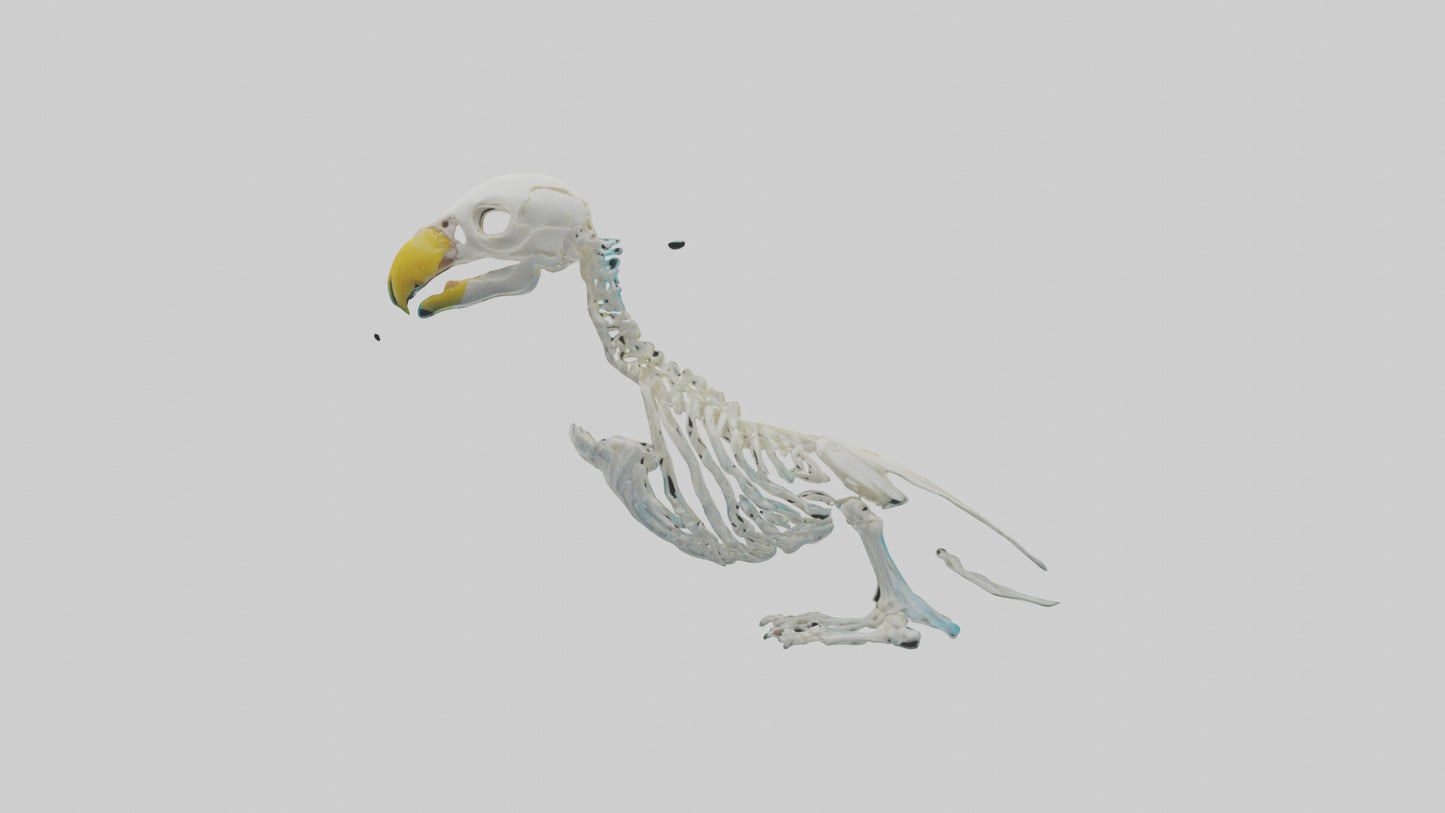 Parakeet Skeleton model 3D model