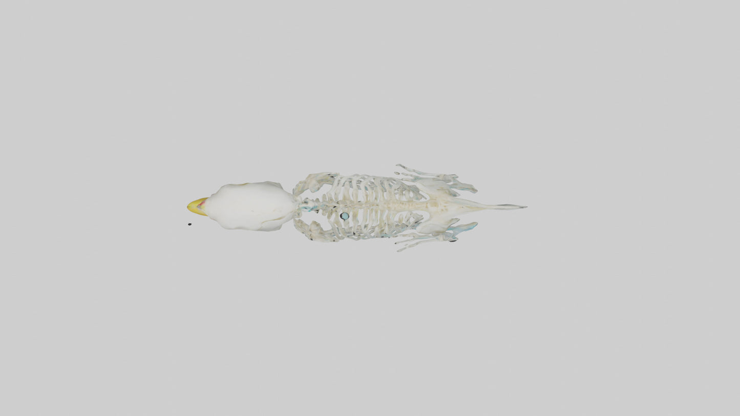 Parakeet Skeleton model 3D model