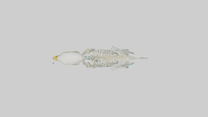 Parakeet Skeleton model 3D model