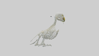 Parakeet Skeleton model 3D model