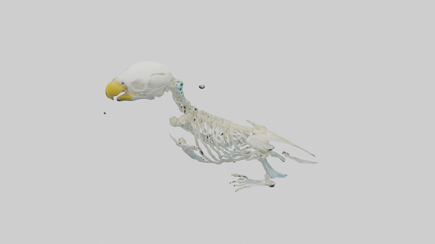 Parakeet Skeleton model 3D model