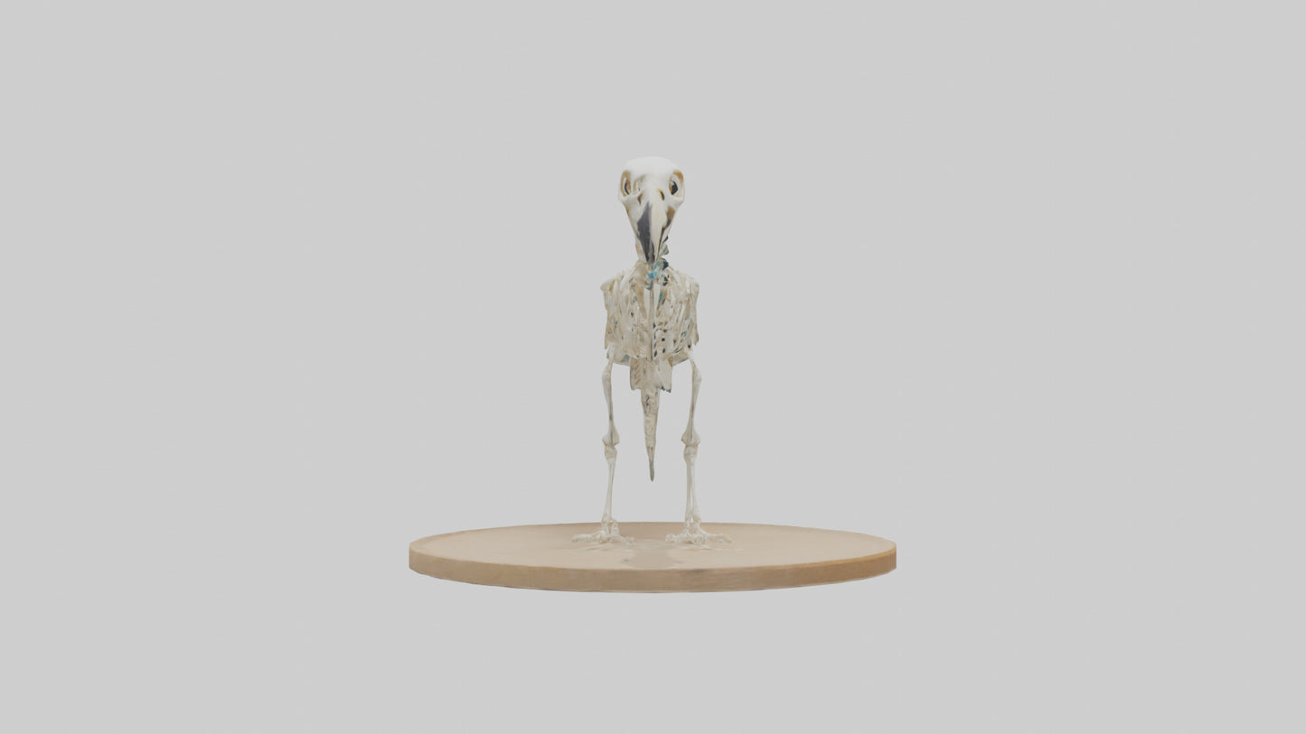 Parakeet Skeleton model 3D model
