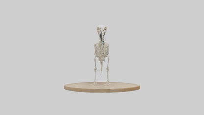 Parakeet Skeleton model 3D model