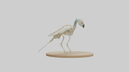 Parakeet Skeleton model 3D model