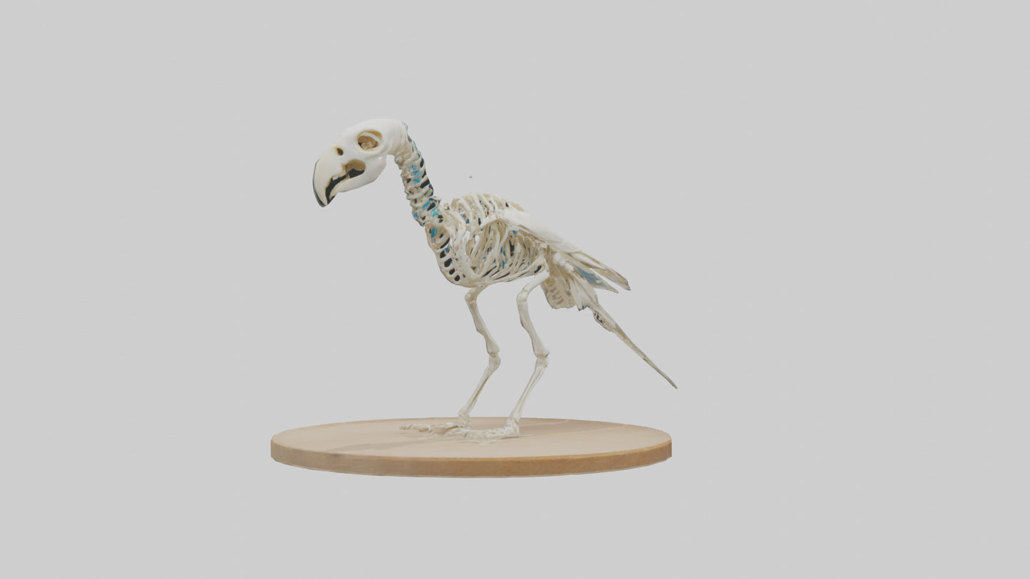 Parakeet Skeleton model 3D model