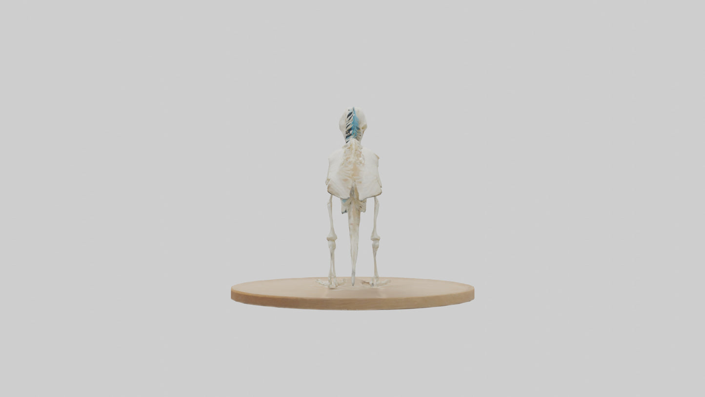 Parakeet Skeleton model 3D model