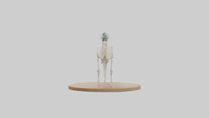 Parakeet Skeleton model 3D model