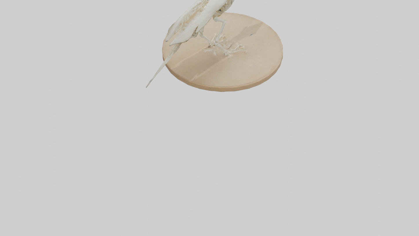 Parakeet Skeleton model 3D model