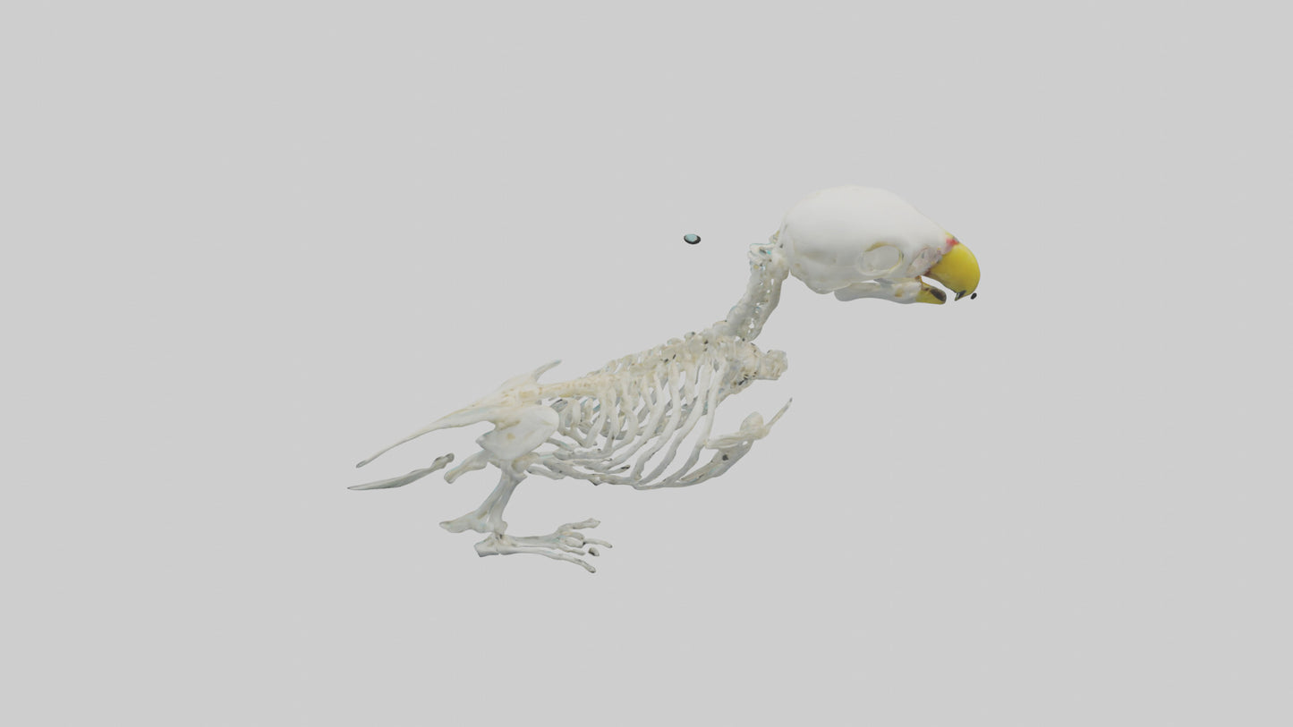 Parakeet Skeleton model 3D model