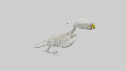 Parakeet Skeleton model 3D model
