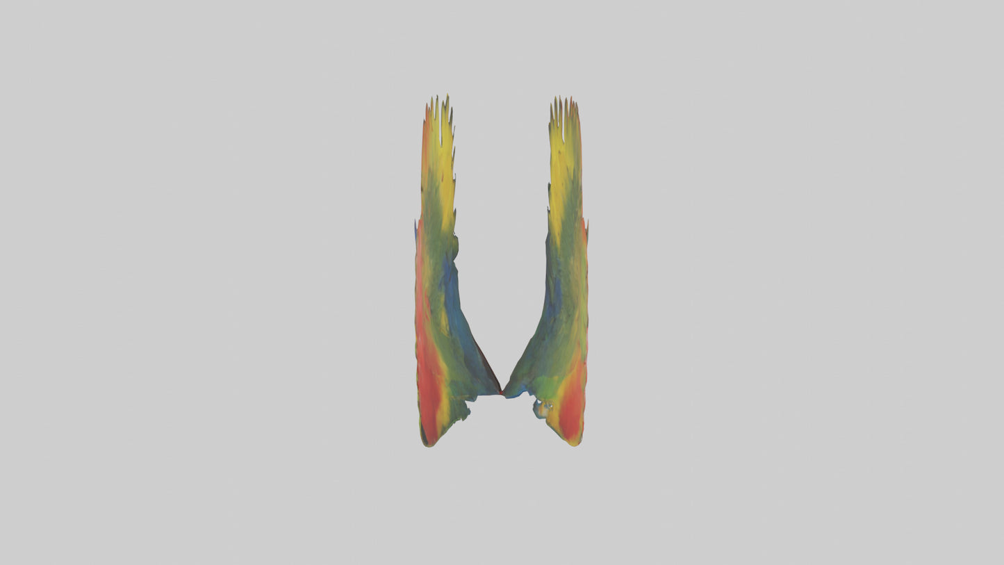 3D model Parrot Heart VR / AR / low-poly