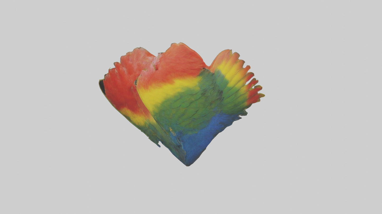 3D model Parrot Heart VR / AR / low-poly