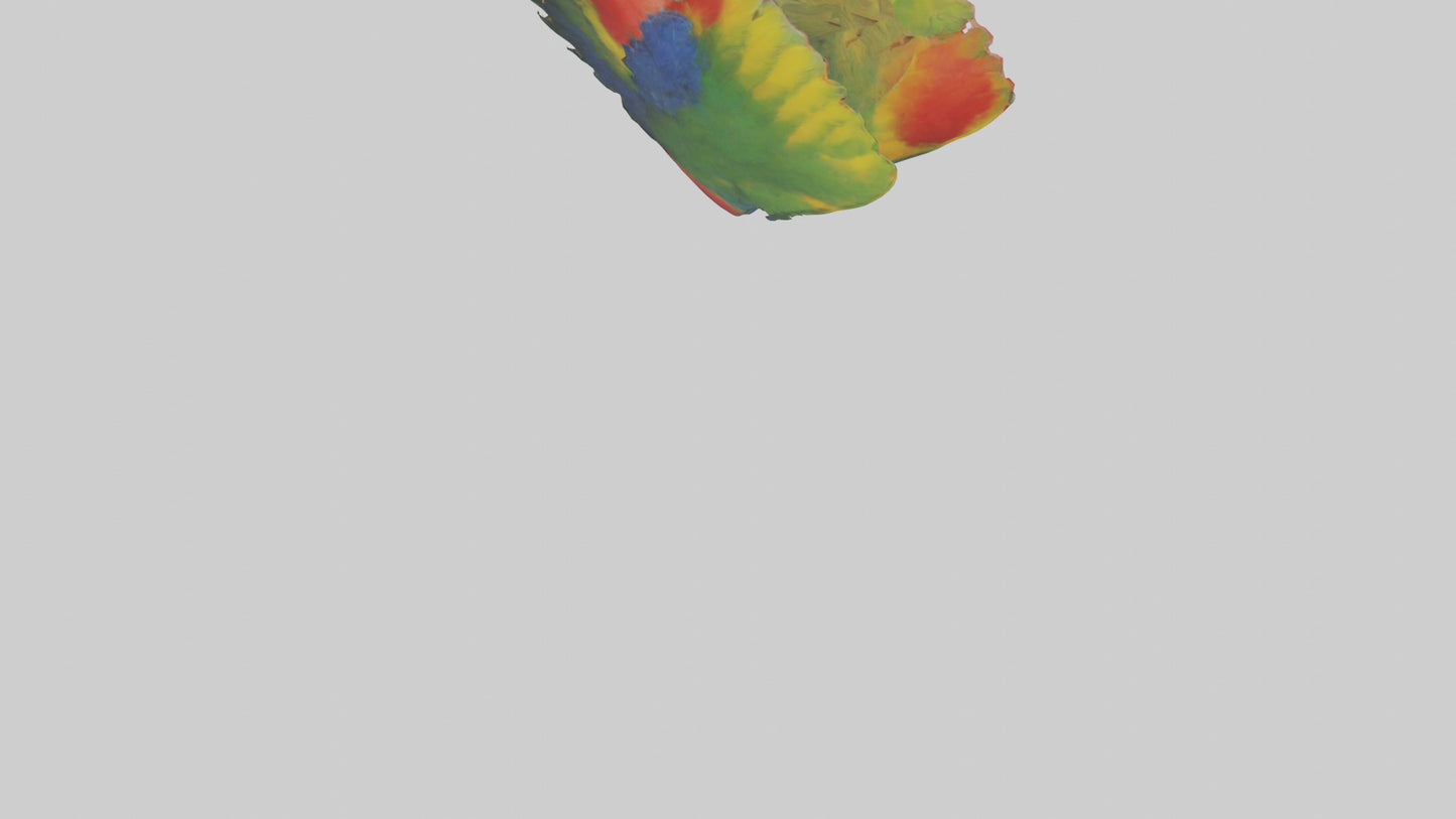 3D model Parrot Heart VR / AR / low-poly