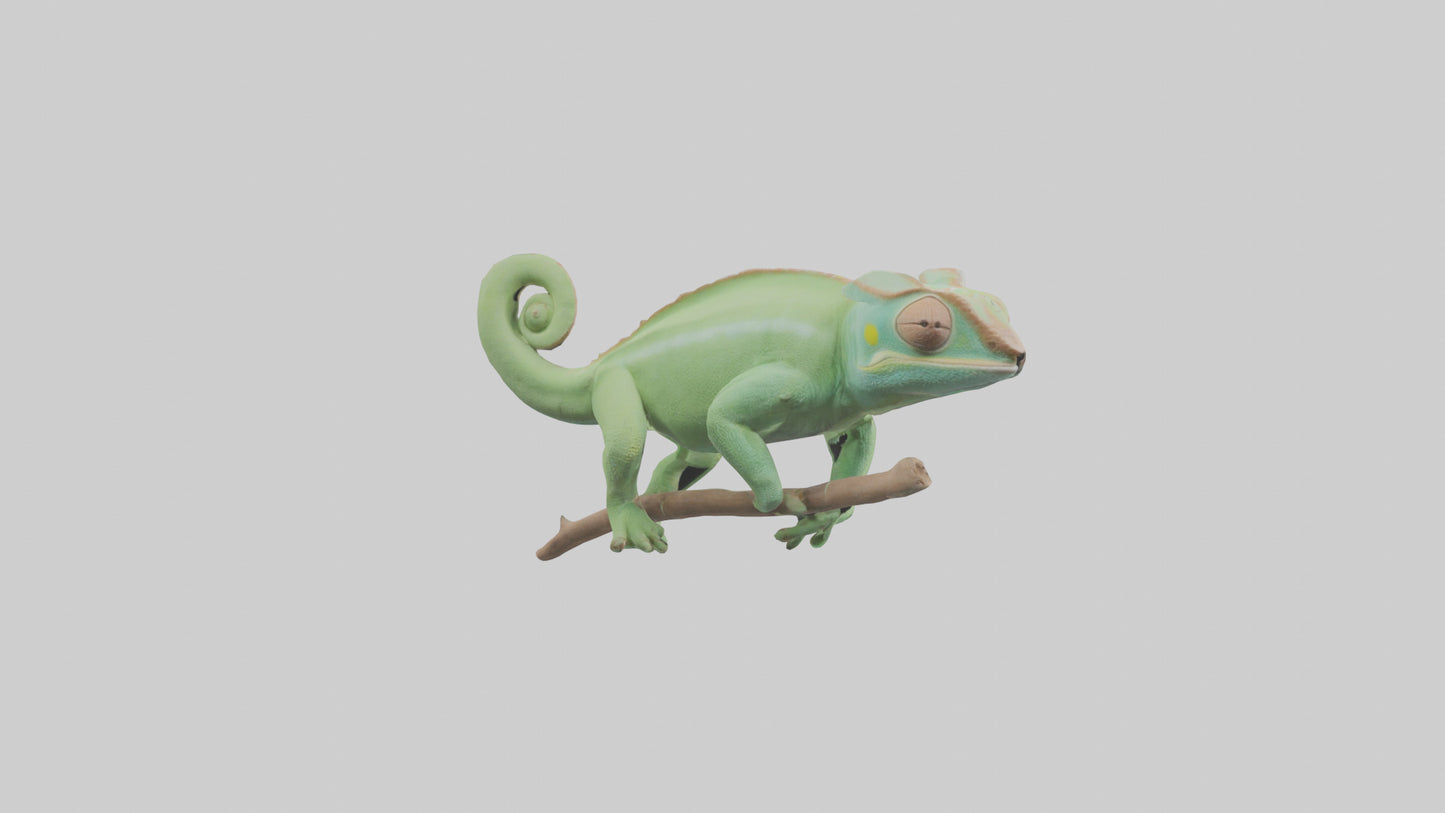 Parsons Chameleon displaying model VR / AR / low-poly