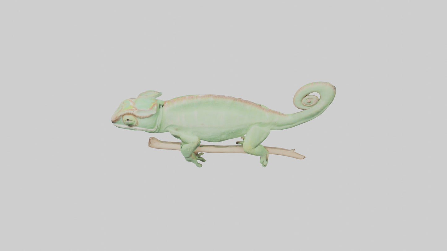 Parsons Chameleon displaying model VR / AR / low-poly