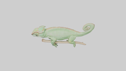 Parsons Chameleon displaying model VR / AR / low-poly