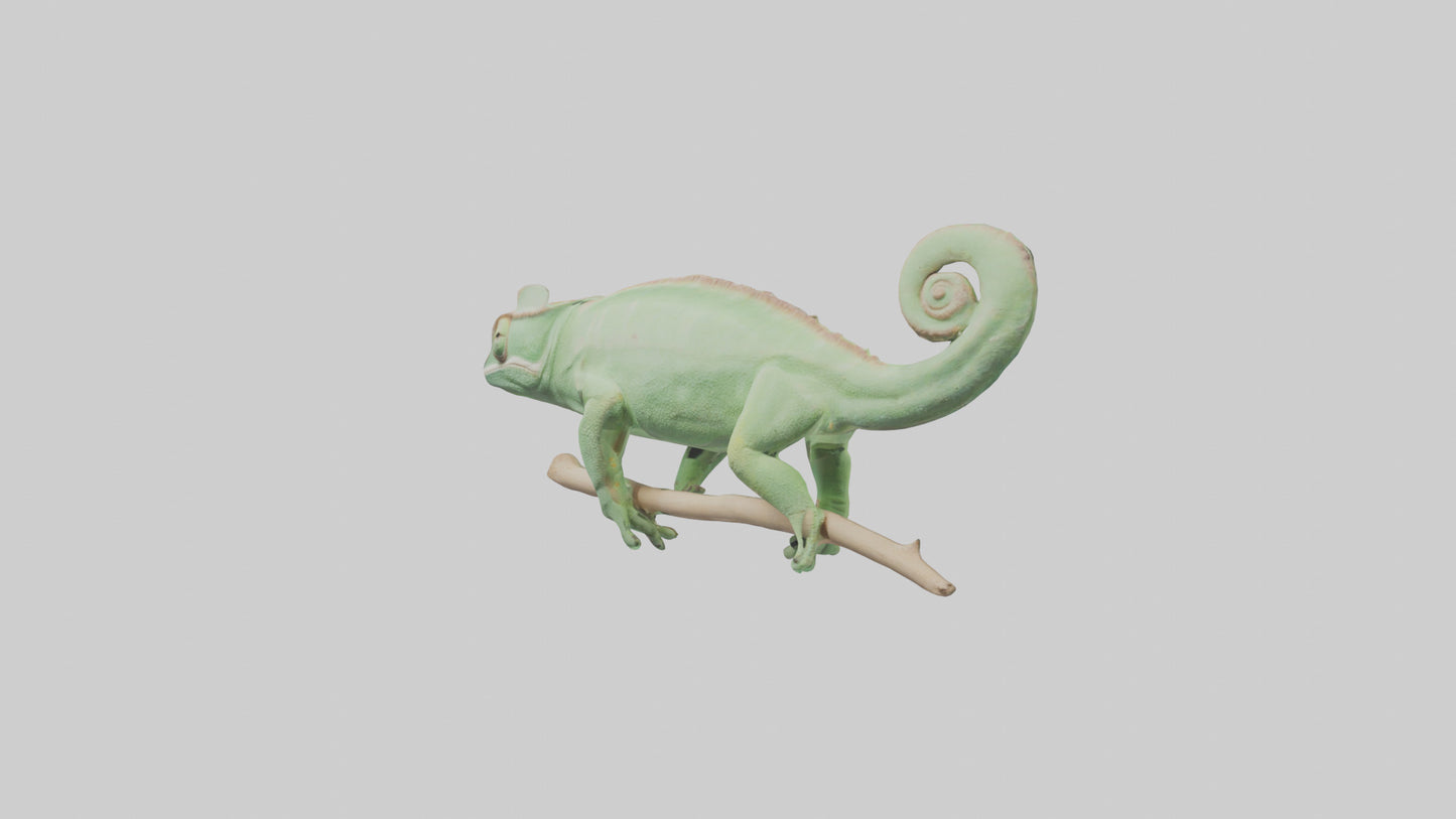 Parsons Chameleon displaying model VR / AR / low-poly