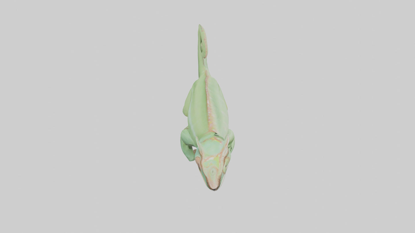 Parsons Chameleon displaying model VR / AR / low-poly