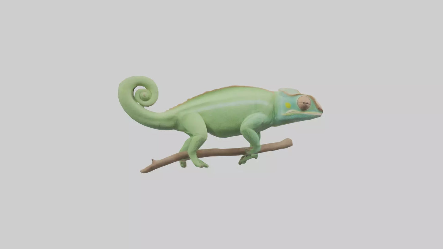 Parsons Chameleon displaying model VR / AR / low-poly