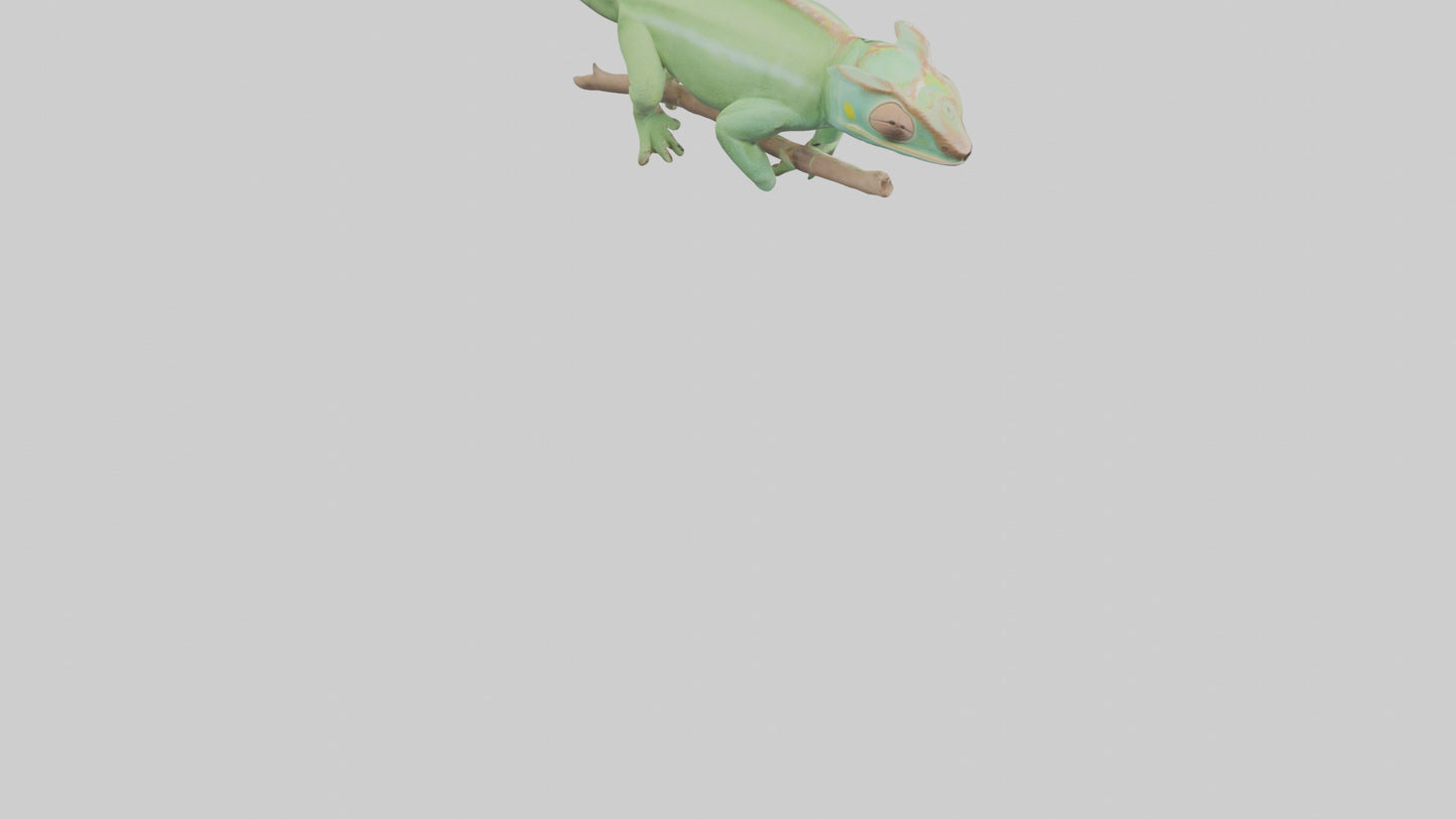 Parsons Chameleon displaying model VR / AR / low-poly