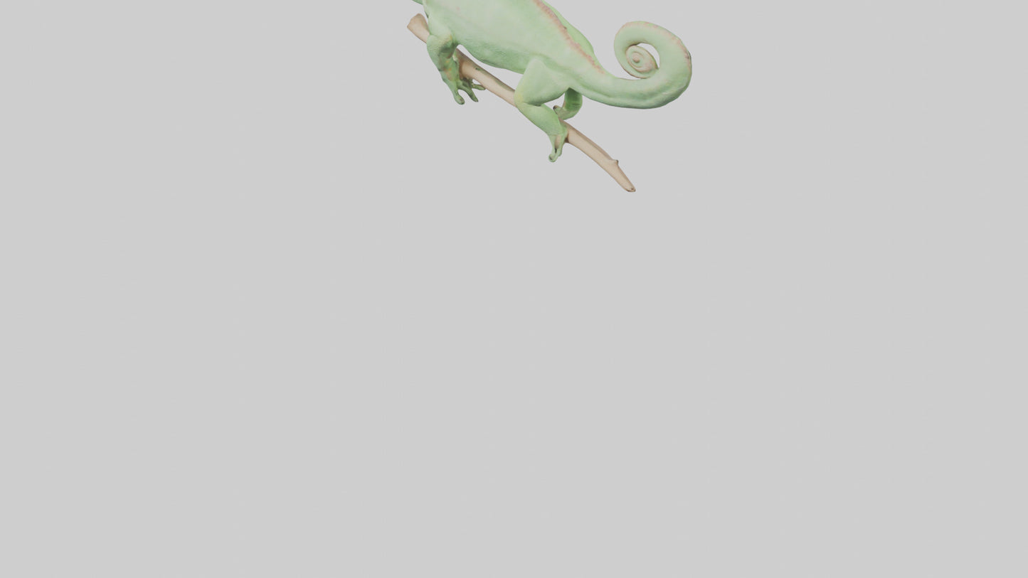 Parsons Chameleon displaying model VR / AR / low-poly