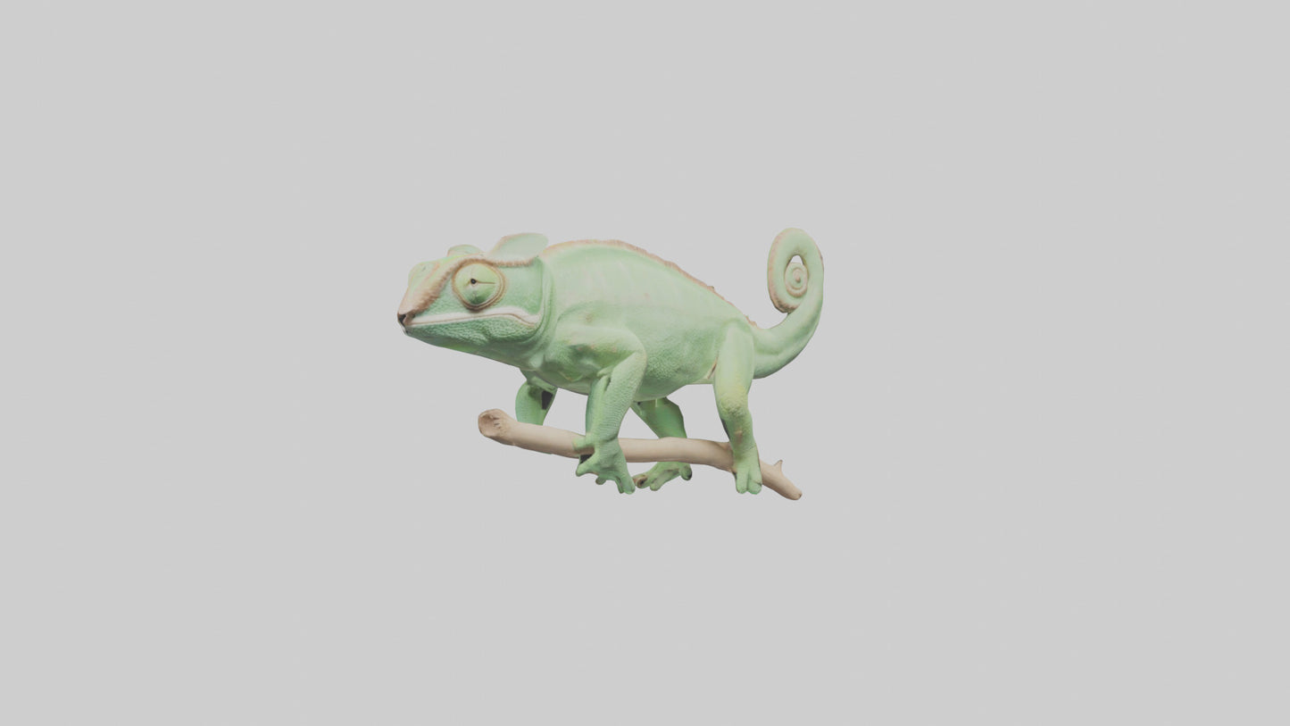 Parsons Chameleon displaying model VR / AR / low-poly