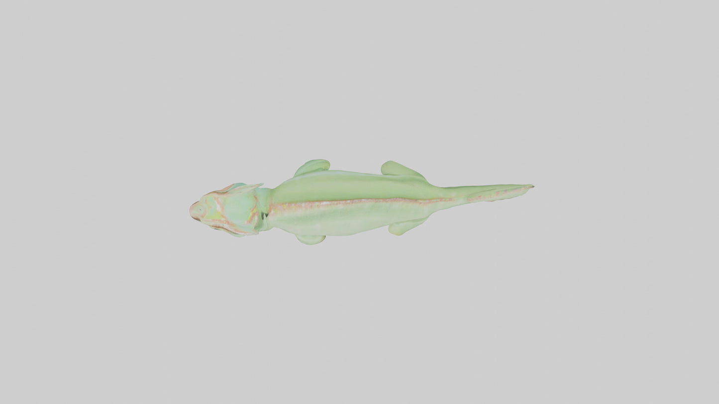 Parsons Chameleon displaying model VR / AR / low-poly