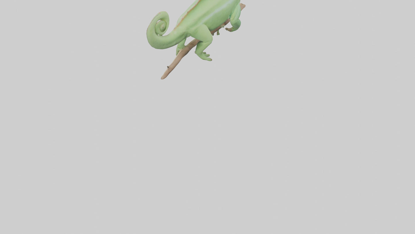 Parsons Chameleon displaying model VR / AR / low-poly