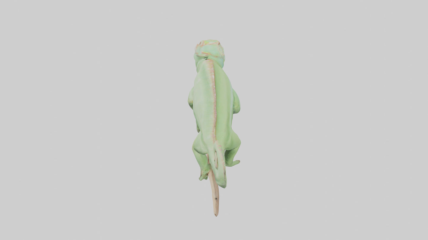 Parsons Chameleon displaying model VR / AR / low-poly
