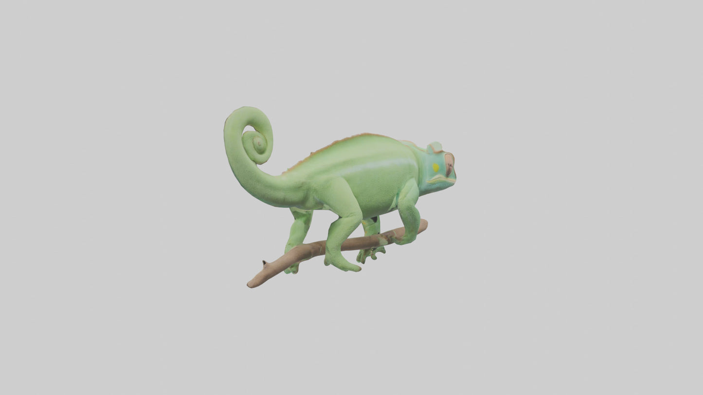 Parsons Chameleon displaying model VR / AR / low-poly