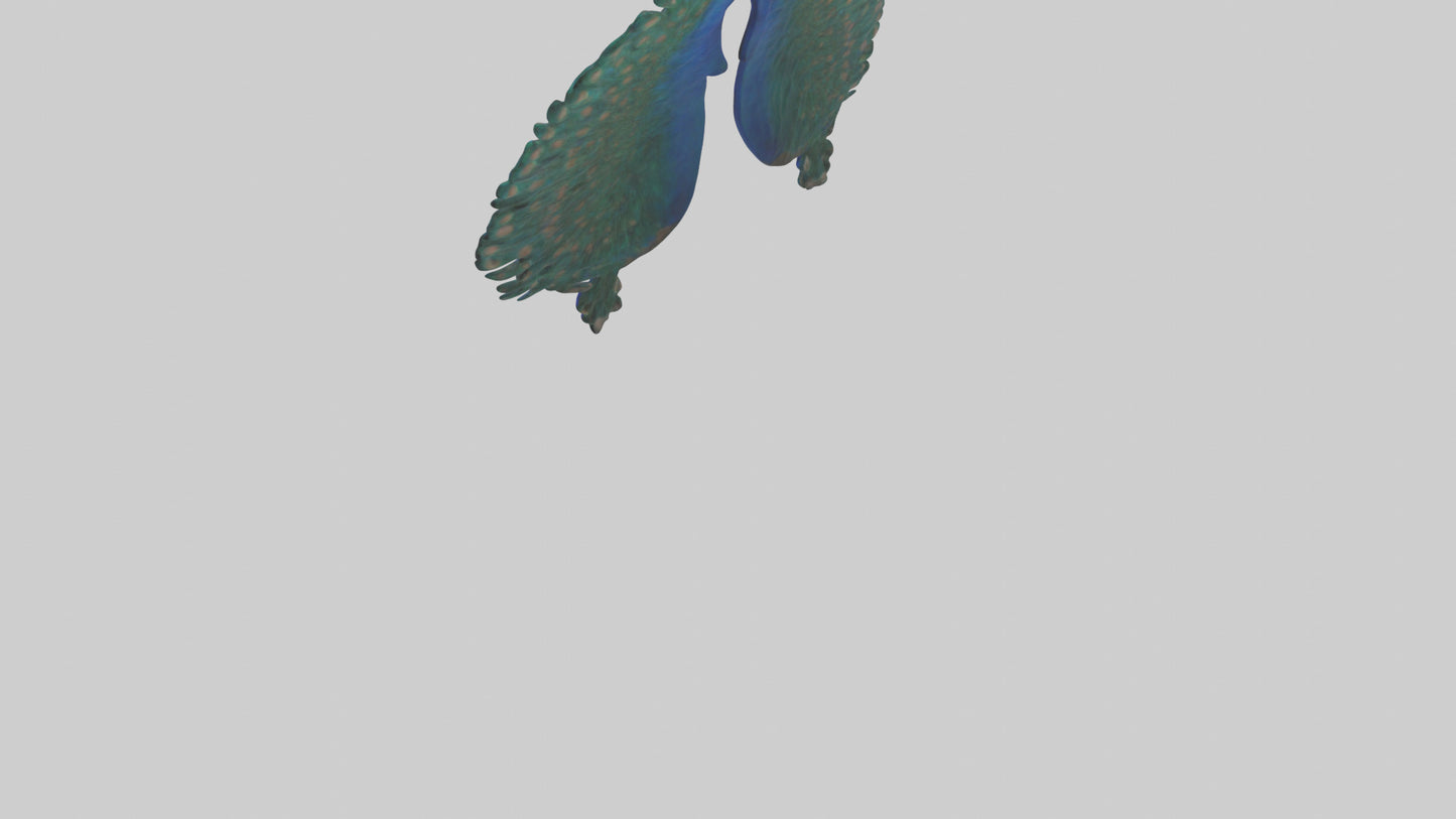 3D model Peacock Lungs VR / AR / low-poly