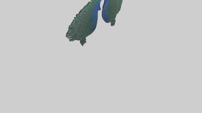 3D model Peacock Lungs VR / AR / low-poly