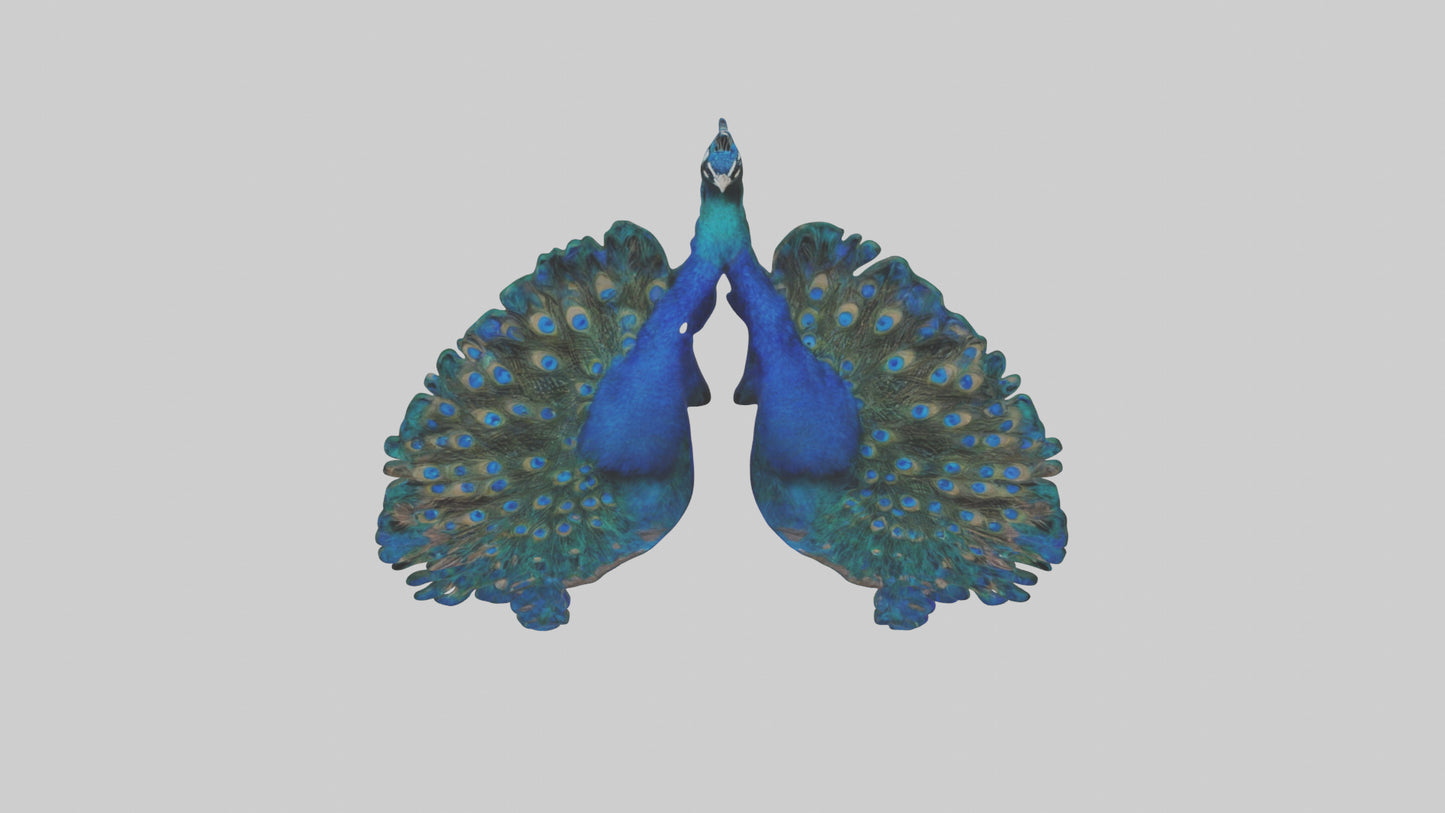 3D model Peacock Lungs VR / AR / low-poly