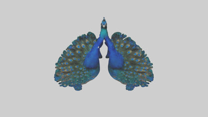 3D model Peacock Lungs VR / AR / low-poly