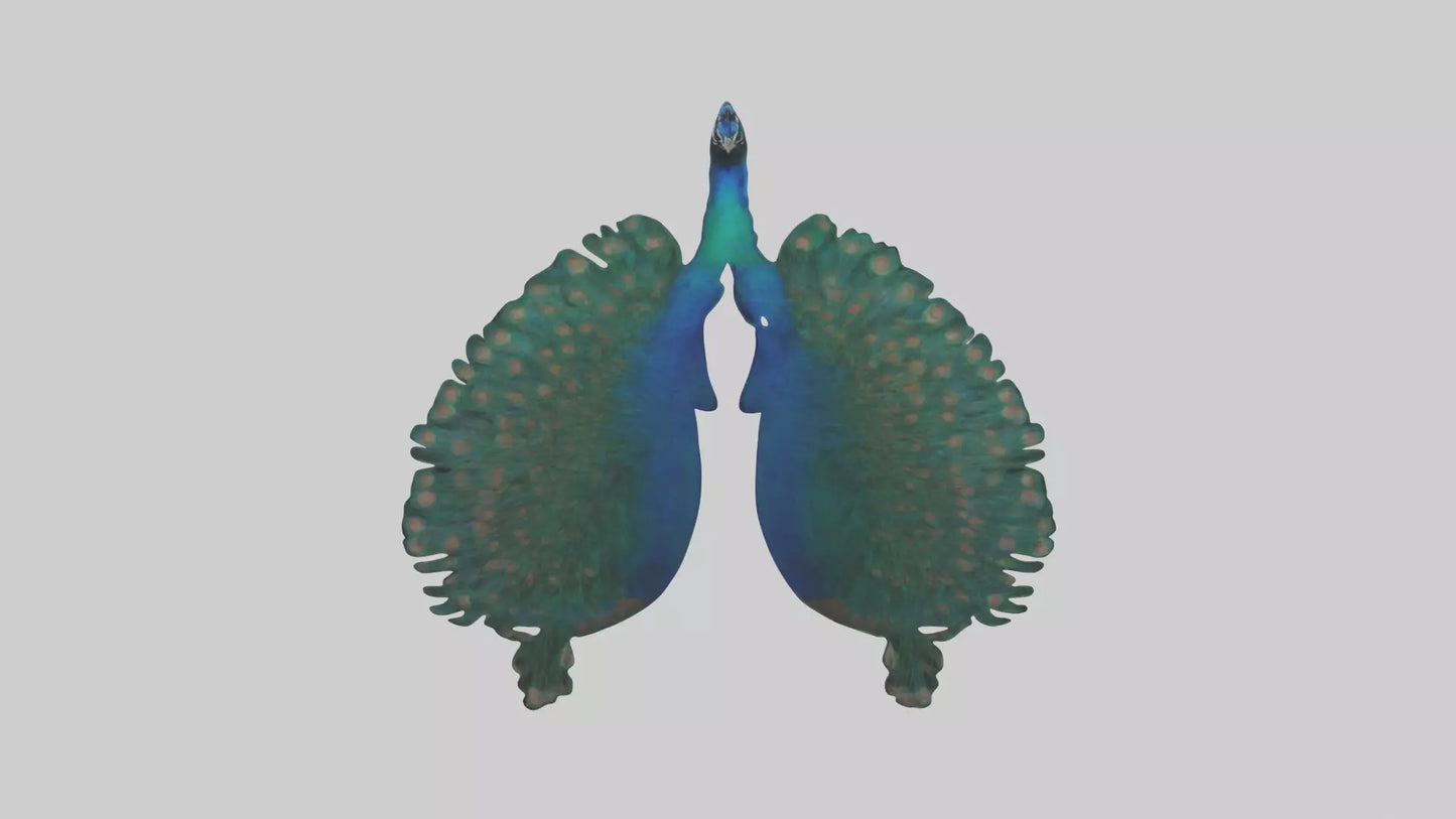 3D model Peacock Lungs VR / AR / low-poly